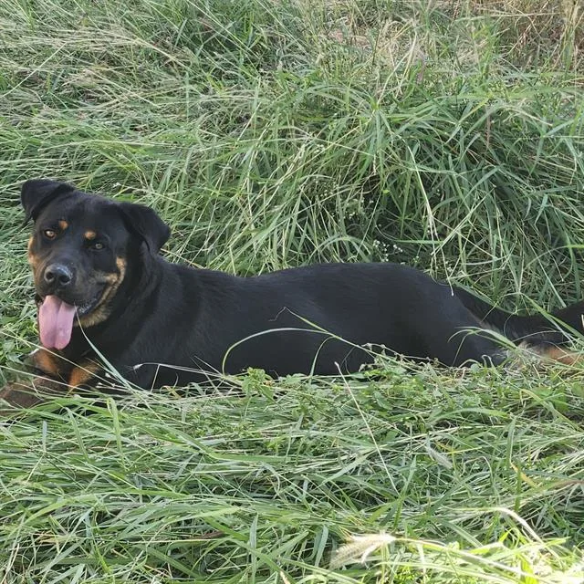 A young medium-sized male Rottweiler dog named Kuma for adoption in San Antonio, TX