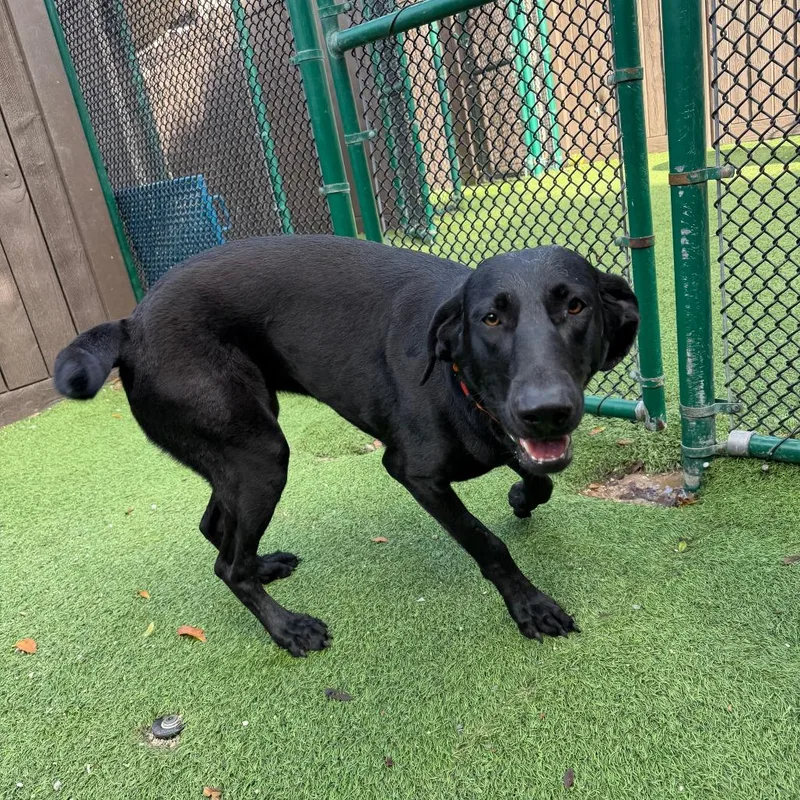 A young large-sized female Black Labrador Retriever dog named Louise for adoption in LOXAHATCHEE, FL