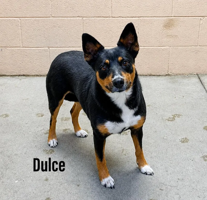 A young medium-sized female Australian Shepherd dog named Dulce for adoption in Clearfield, KY