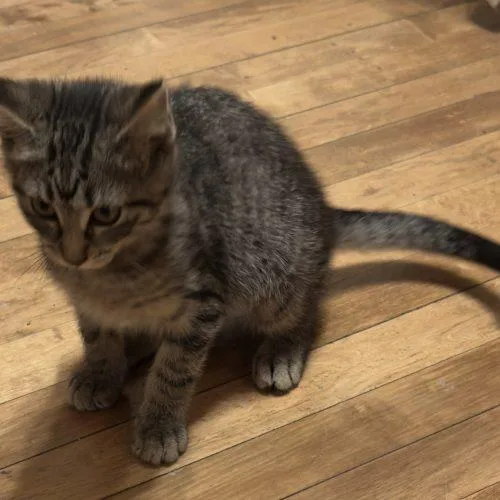 A baby small-sized female Tabby (Gray / Blue / Silver) Domestic Short Hair cat named Gretchen for adoption in Kenosha, WI