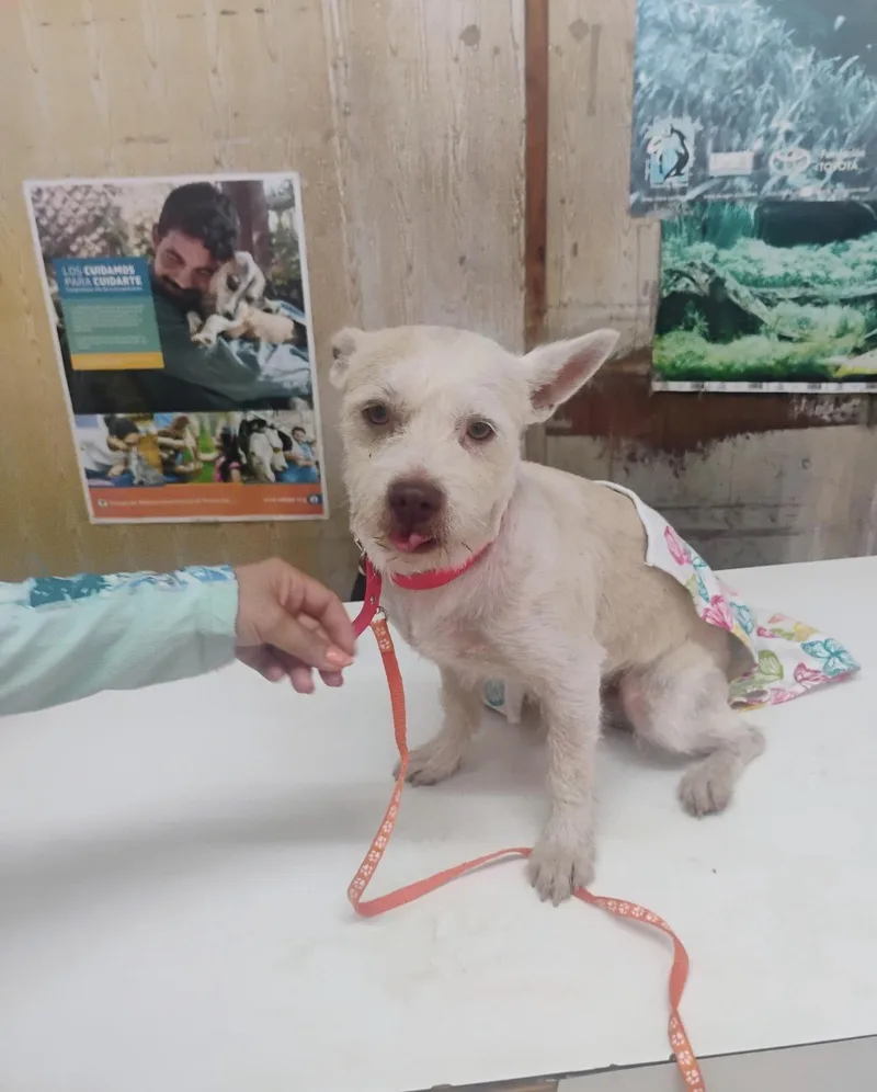 A young medium-sized male West Highland White Terrier / Westie dog named Cano for adoption in New York, NY