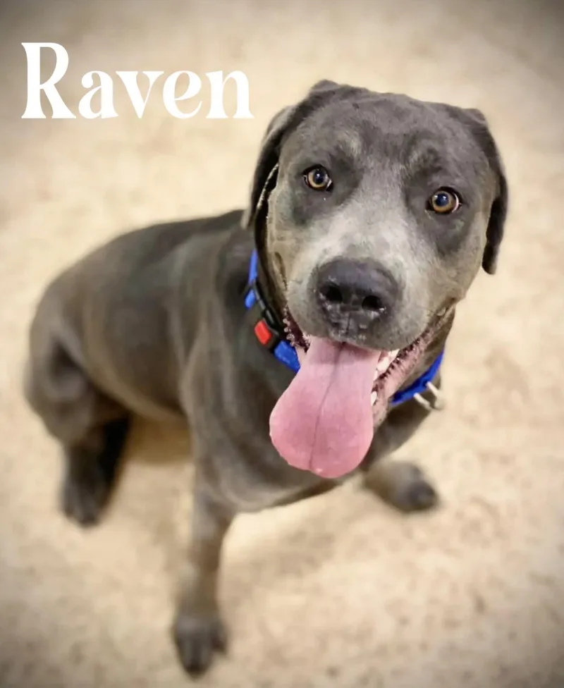 Raven thumbnail 4