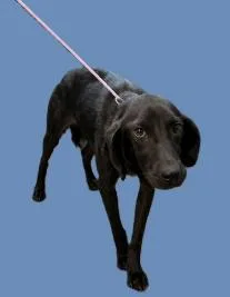 An adult medium-sized female Black English Coonhound dog named Daydream for adoption in Partlow, VA