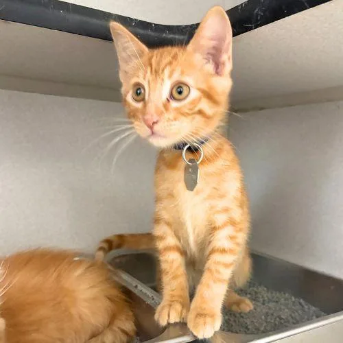 A baby small-sized male Domestic Short Hair cat named Darcy for adoption in Aurora, CO