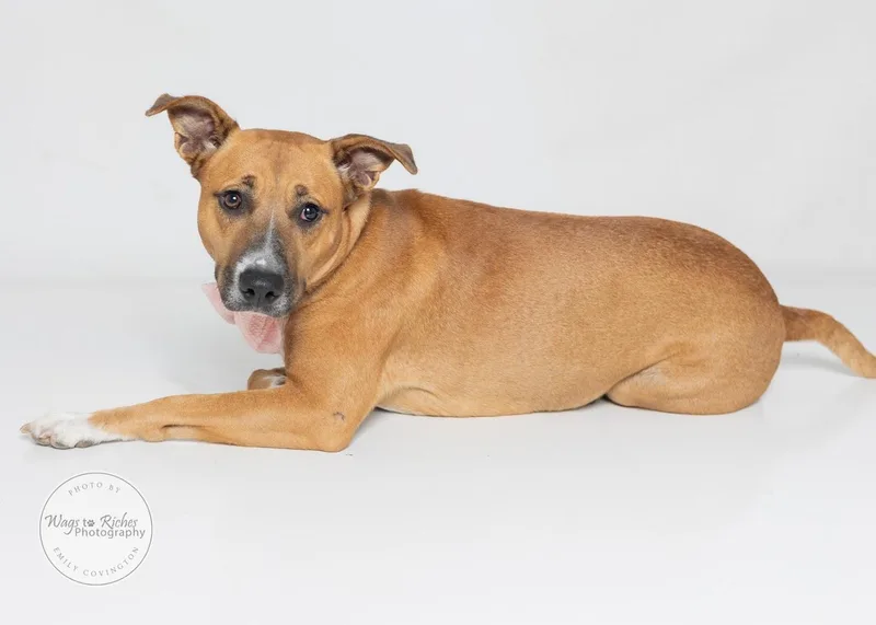 A young medium-sized female Black Mouth Cur dog named Bella for adoption in Tuscaloosa, AL