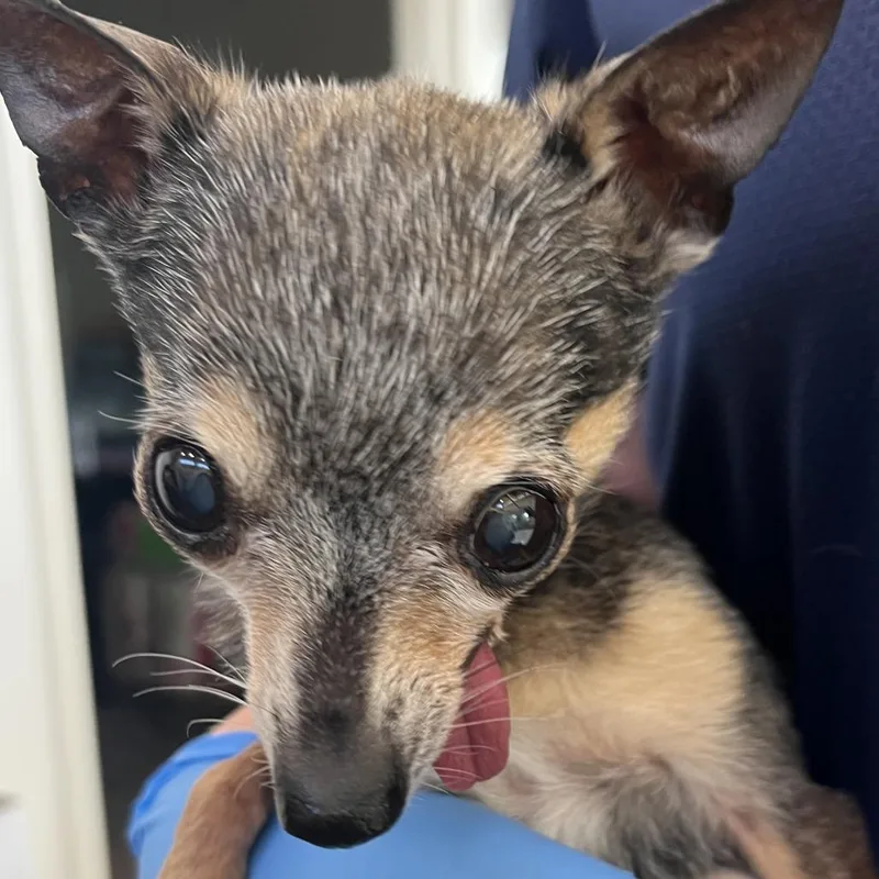 A senior small-sized female Black Chihuahua dog named Tiny for adoption in Harrisonburg, VA