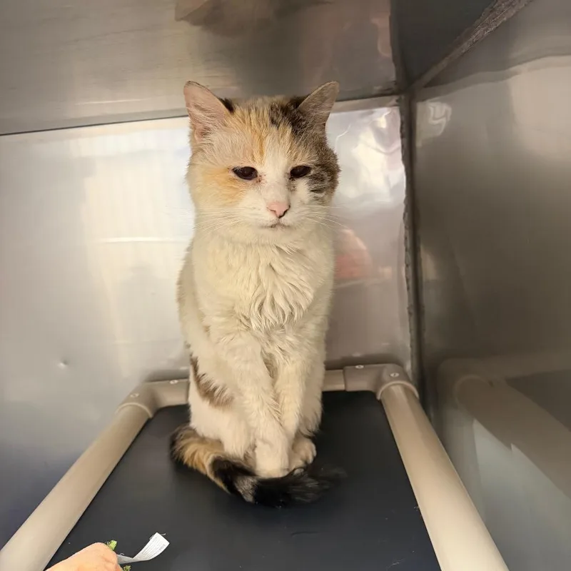 A senior medium-sized female Calico Domestic Medium Hair cat named Moqui for adoption in Branford, CT
