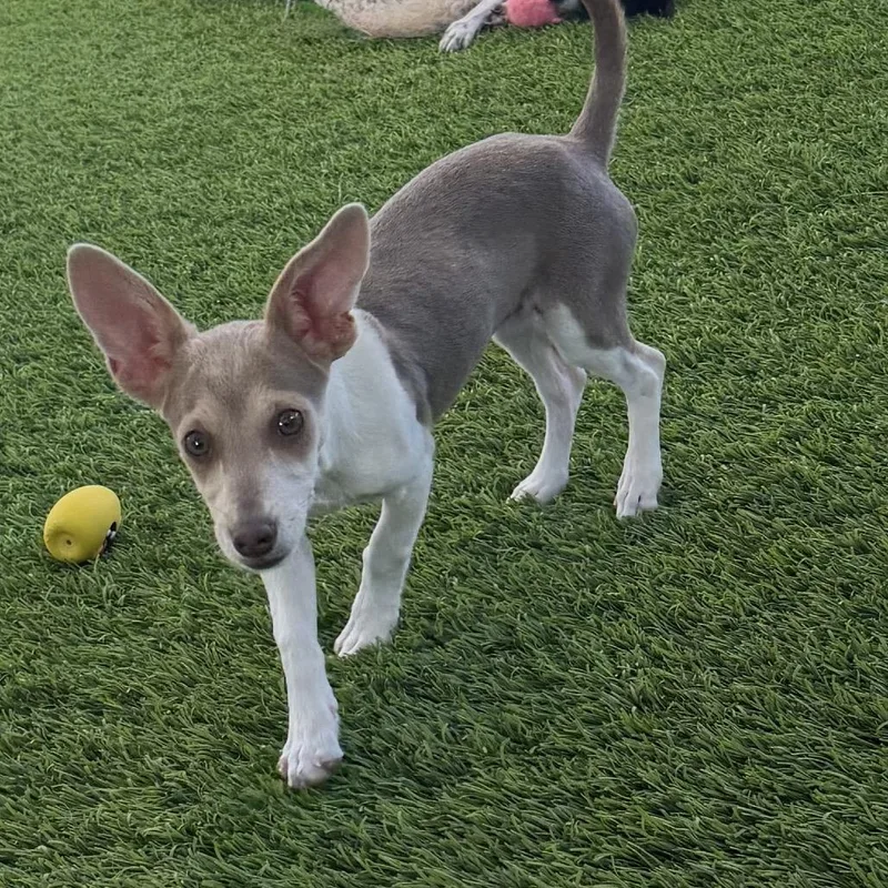 A baby small-sized female Yellow / Tan / Blond / Fawn Chihuahua dog named Fawn for adoption in Las Vegas, NV