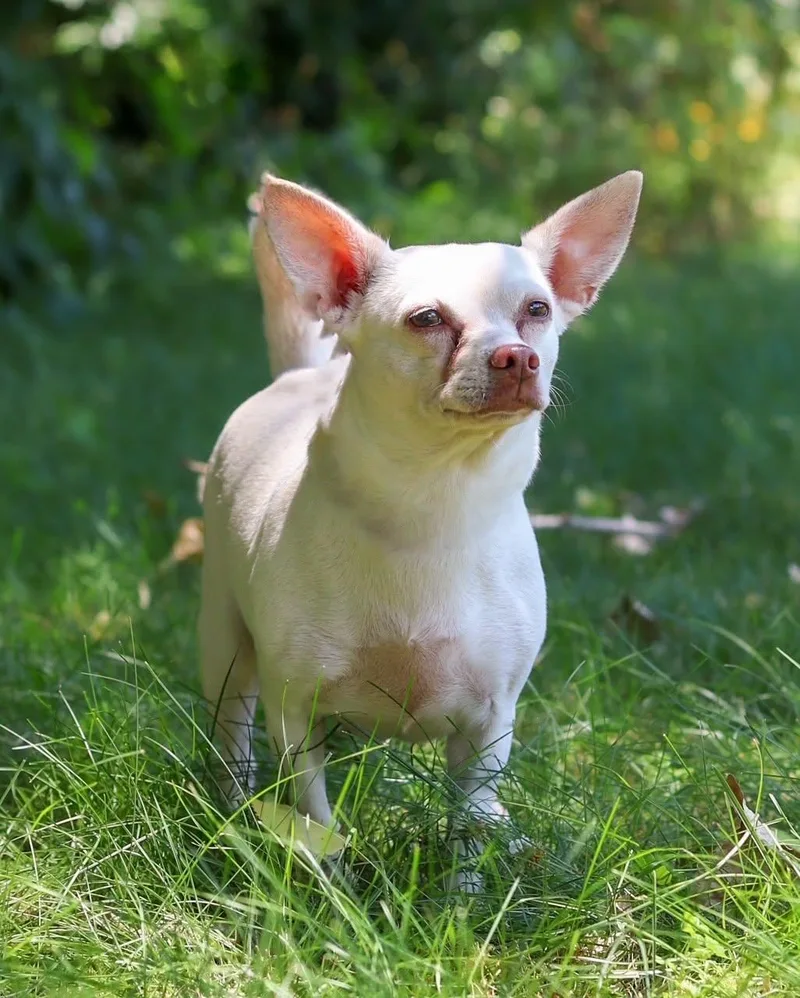 An adult small-sized female White / Cream Chihuahua dog named Dorna for adoption in Bridgeport, CT