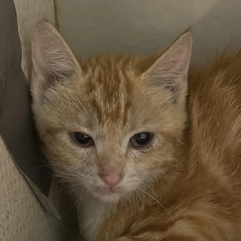 A baby small-sized female Orange / Red Domestic Short Hair cat named Orangesicle for adoption in Yuma, AZ