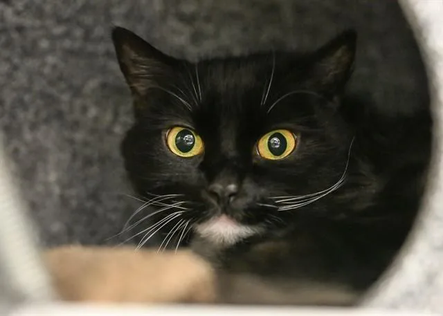 An adult medium-sized female Domestic Long Hair cat named Oreo for adoption in Colorado Springs, CO