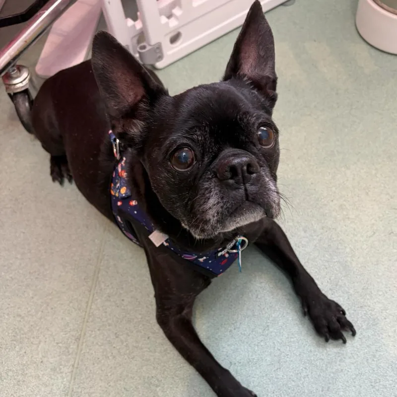 A senior small-sized male Pug dog named Pugsley for adoption in San Francisco, CA