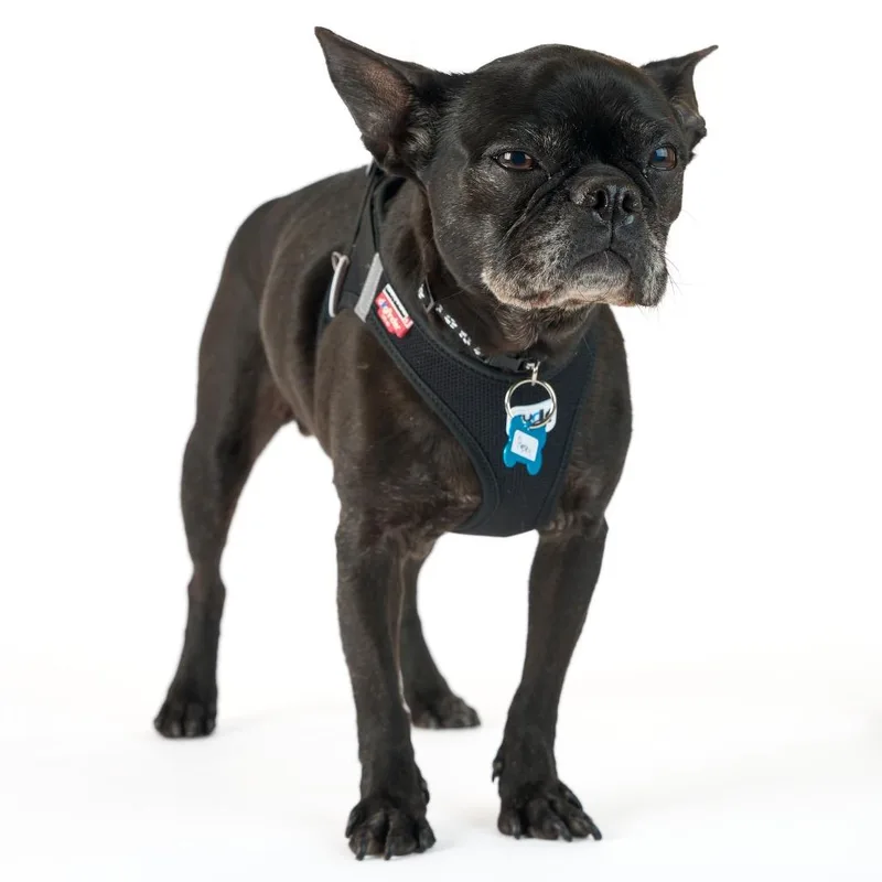 Pugsley thumbnail 3