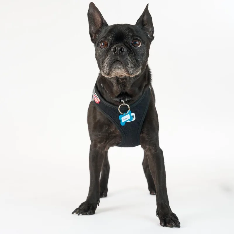 Pugsley thumbnail 5