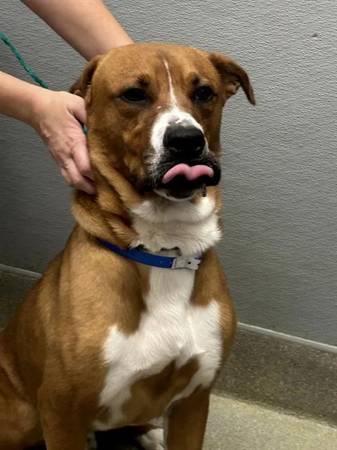 A young large-sized male Golden Retriever dog named Bowser for adoption in Las Vegas, NV