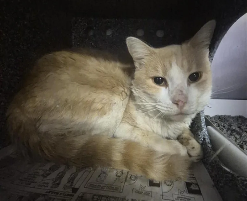 An adult medium-sized female Domestic Short Hair cat named Tina for adoption in Houston, TX