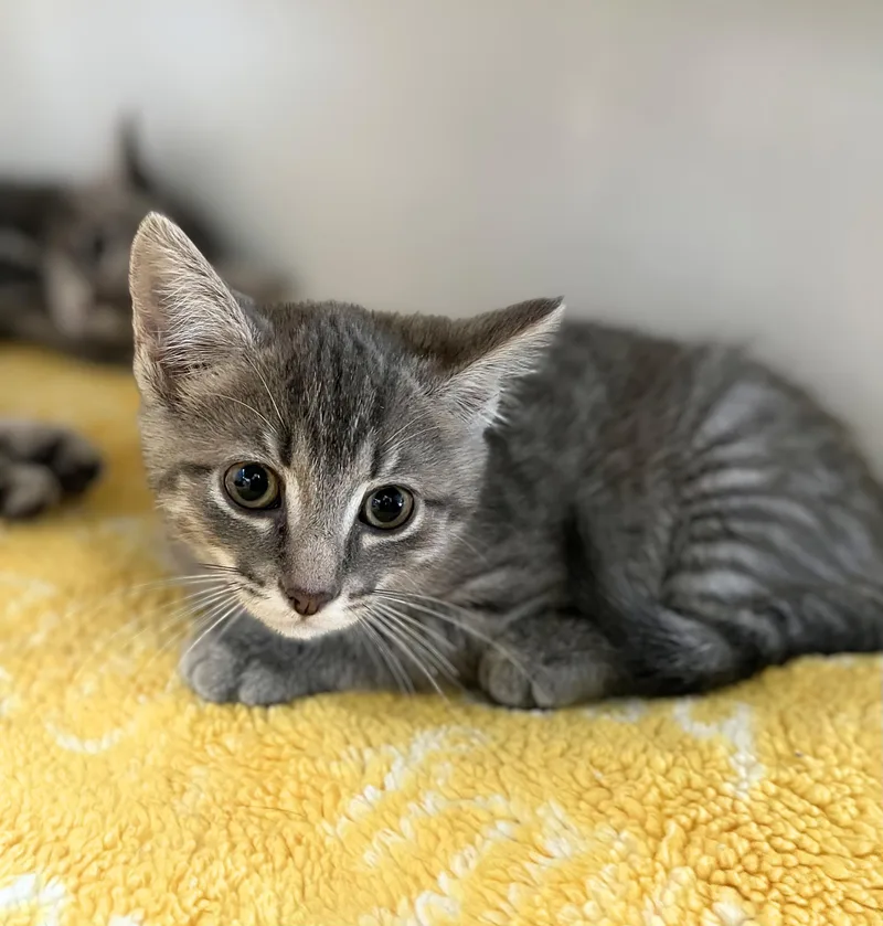 A baby medium-sized female Tabby (Gray / Blue / Silver) Domestic Short Hair cat named Butter for adoption in Seville, OH