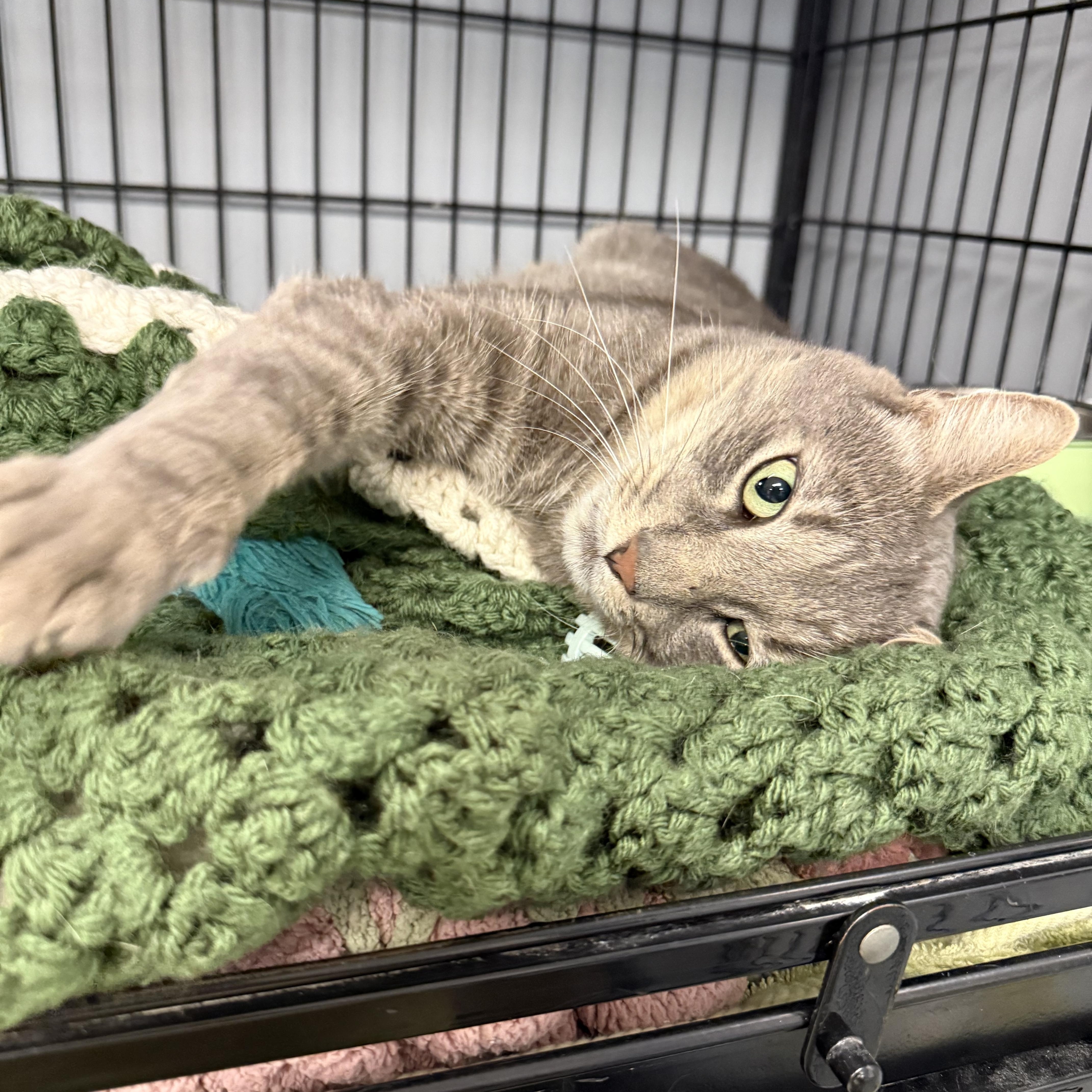 An adult large-sized male Tabby (Gray / Blue / Silver) Domestic Short Hair cat named Leo for adoption in Hamburg, NY