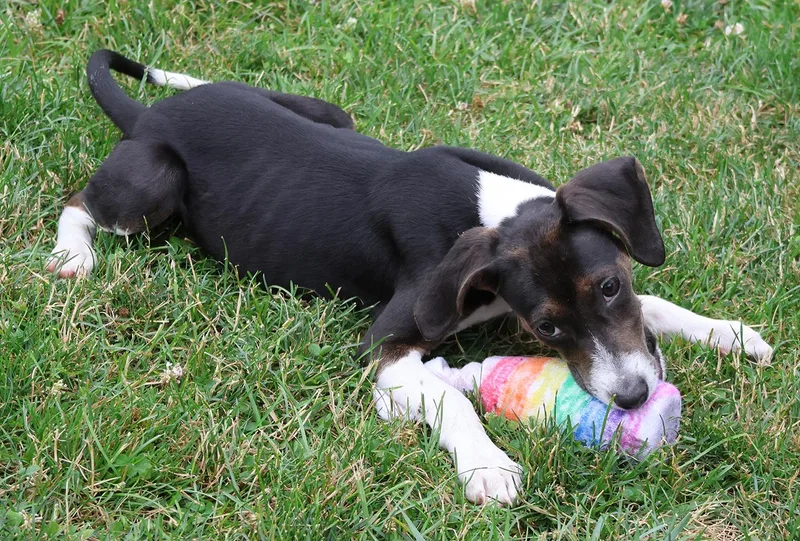 A young medium-sized female Beagle dog named Star for adoption in Harrison, NY