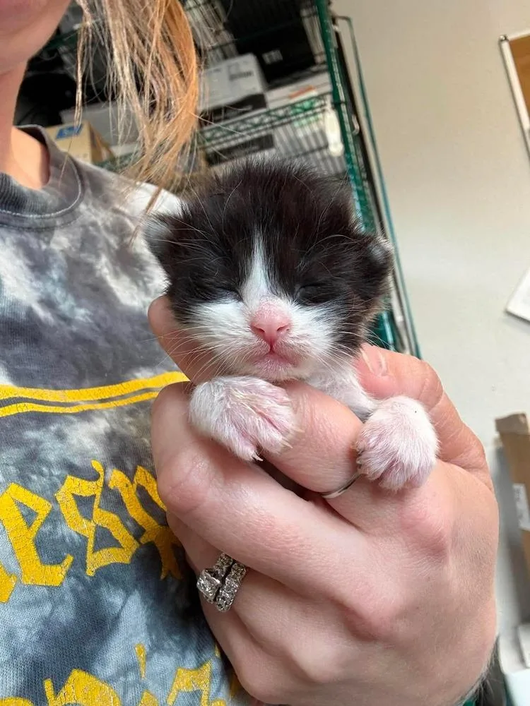 A baby medium-sized male Black & White / Tuxedo Domestic Short Hair cat named Pewter for adoption in Bolivar, MO