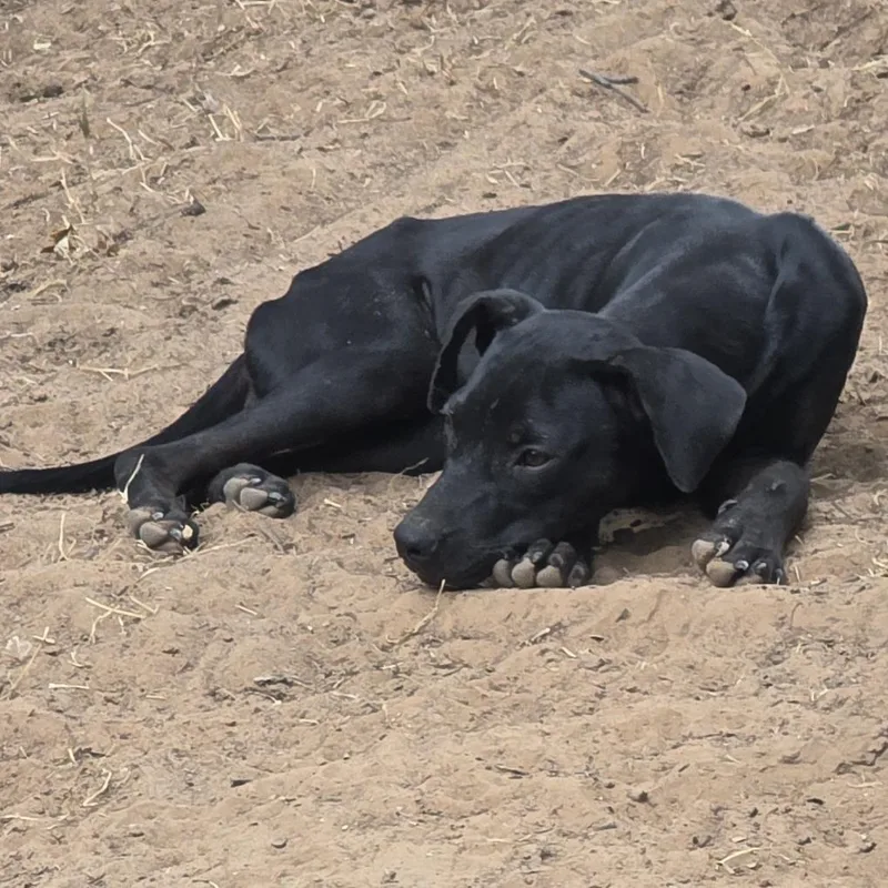 A baby medium-sized male Black Labrador Retriever dog named Joe Hardy for adoption in Norman, OK