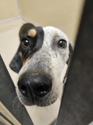 A baby medium-sized female Tricolor (Brown, Black, & White) Mixed Breed dog named Willow for adoption in Hamilton, OH