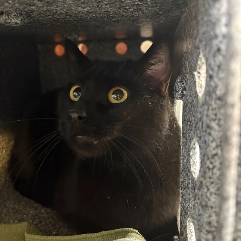 An adult large-sized male Black Domestic Short Hair cat named Jeremiah for adoption in Birdsboro, PA