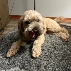A senior medium-sized female Yellow / Tan / Blond / Fawn Wheaten Terrier dog named Penny for adoption in Corvallis, OR