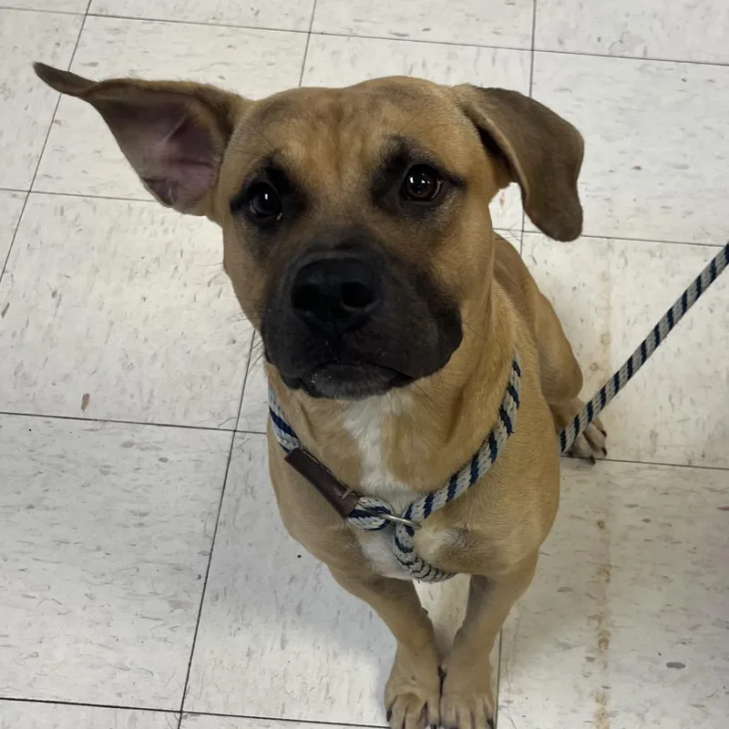 An adult medium-sized male Yellow / Tan / Blond / Fawn Boxer dog named Bounty for adoption in Jacksonville, AR