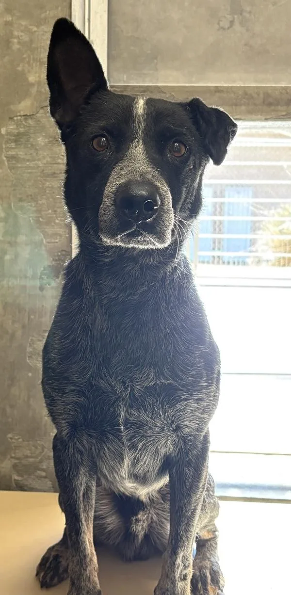A young medium-sized male Australian Cattle Dog / Blue Heeler dog named Radar for adoption in Rio Rancho, NM