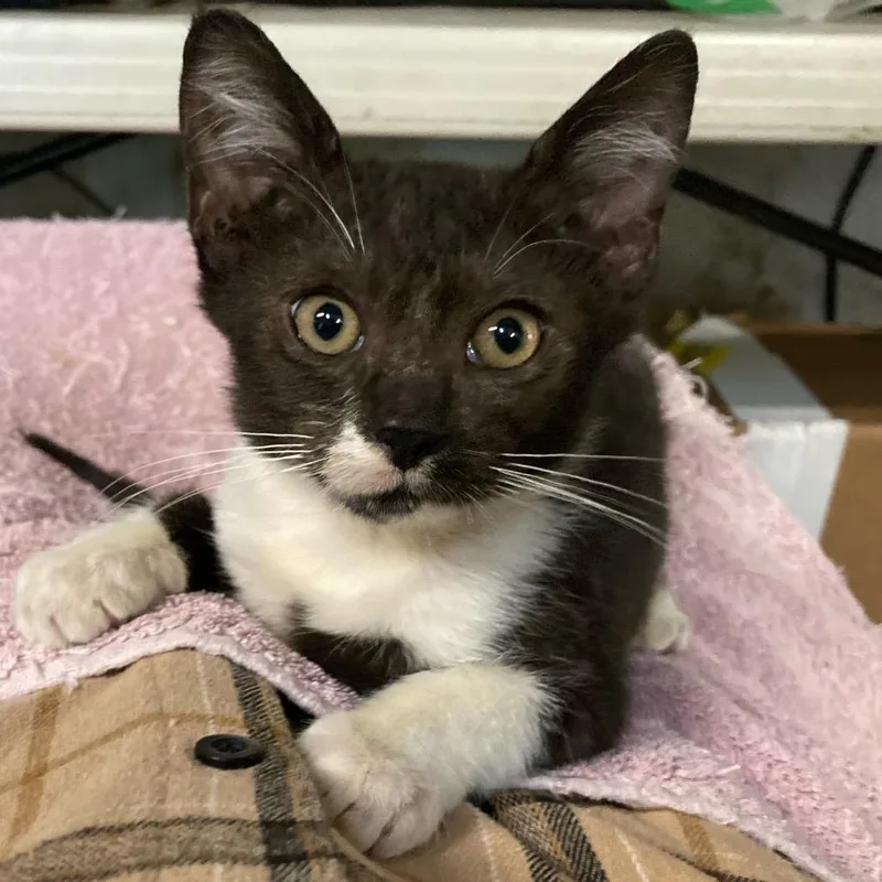 Chachalaca thumbnail 2