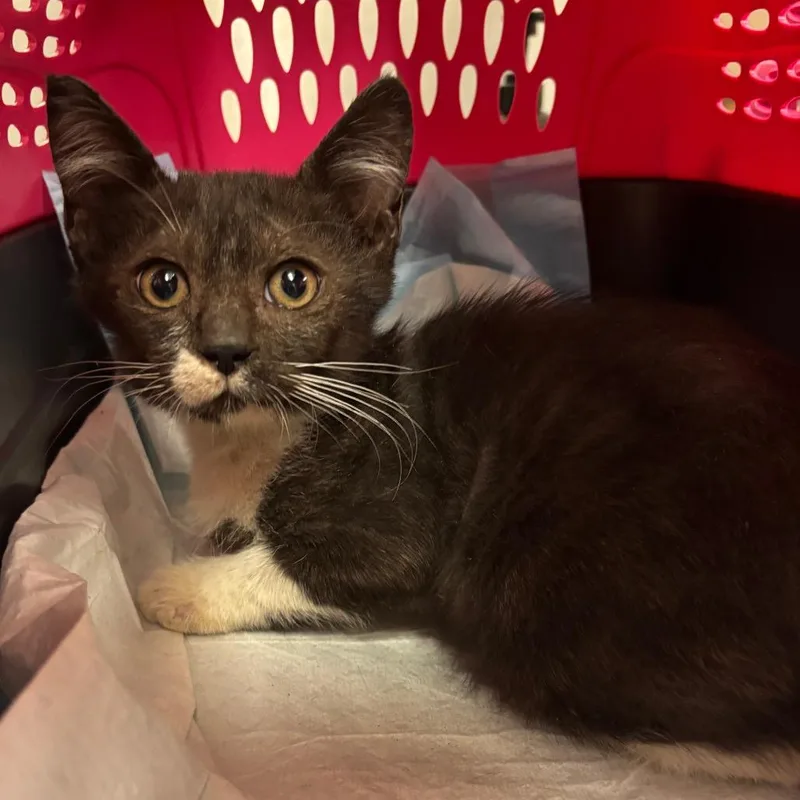 Chachalaca thumbnail 3