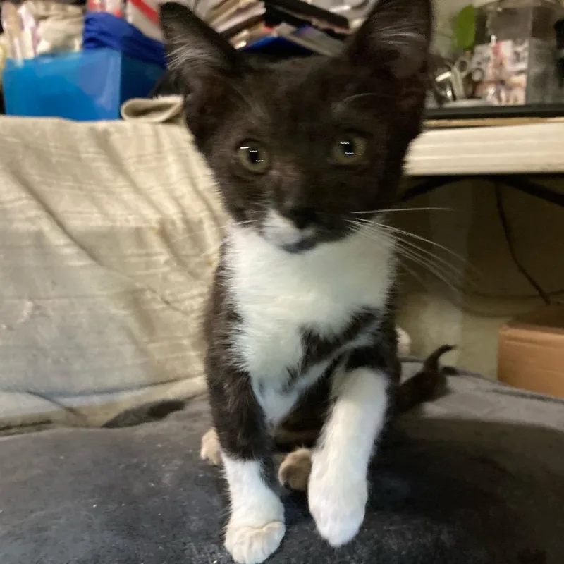 Chachalaca thumbnail 4