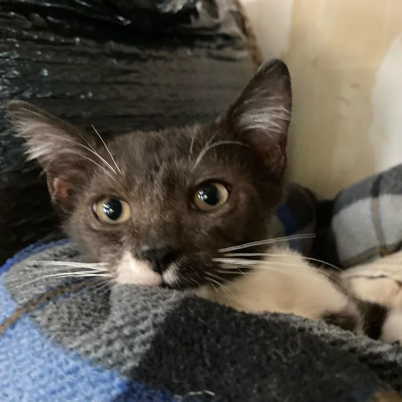 Chachalaca thumbnail 5