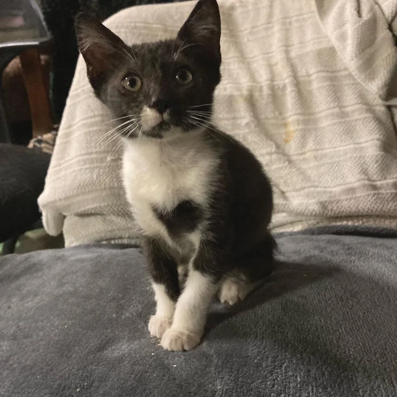 Chachalaca thumbnail 6