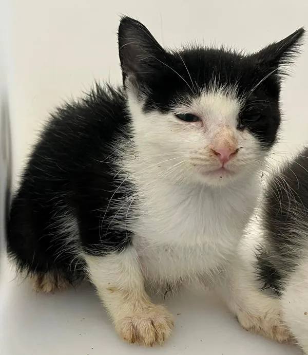 A baby small-sized male Domestic Short Hair cat named Kelpie for adoption in Staten Island, NY