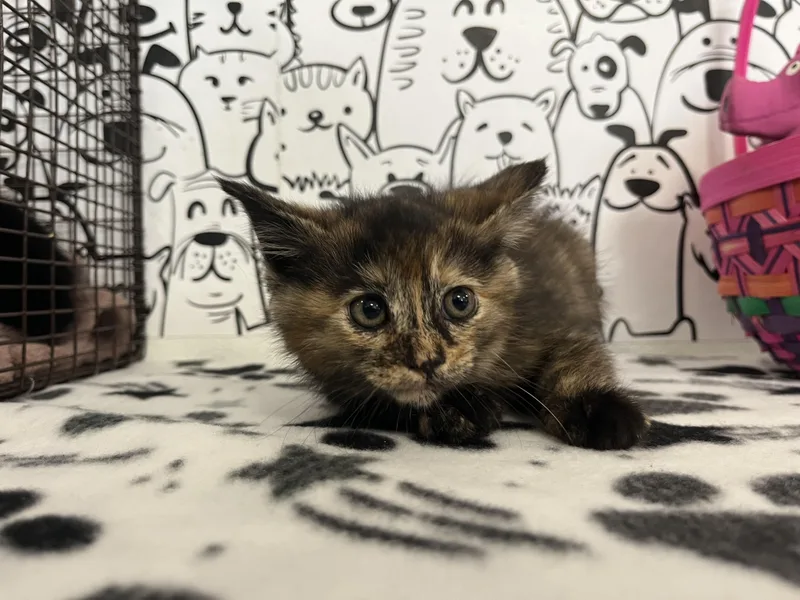 A baby small-sized female Domestic Short Hair cat named Cherry for adoption in San Pedro, CA
