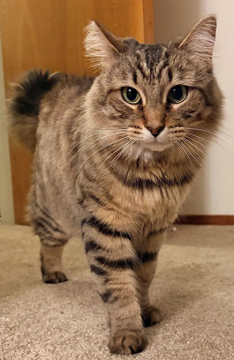 An adult medium-sized female Maine Coon cat named Blossom for adoption in Palo Alto, CA