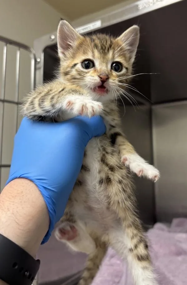A baby medium-sized male Domestic Short Hair cat named Grackle for adoption in Silverdale, WA
