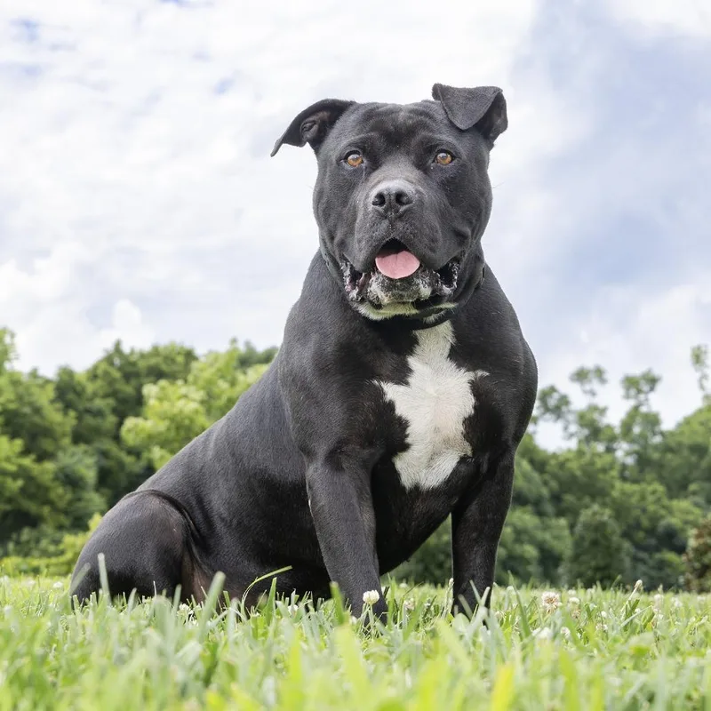 A senior large-sized male Black Pit Bull Terrier dog named Maxwell for adoption in Franklin, TN
