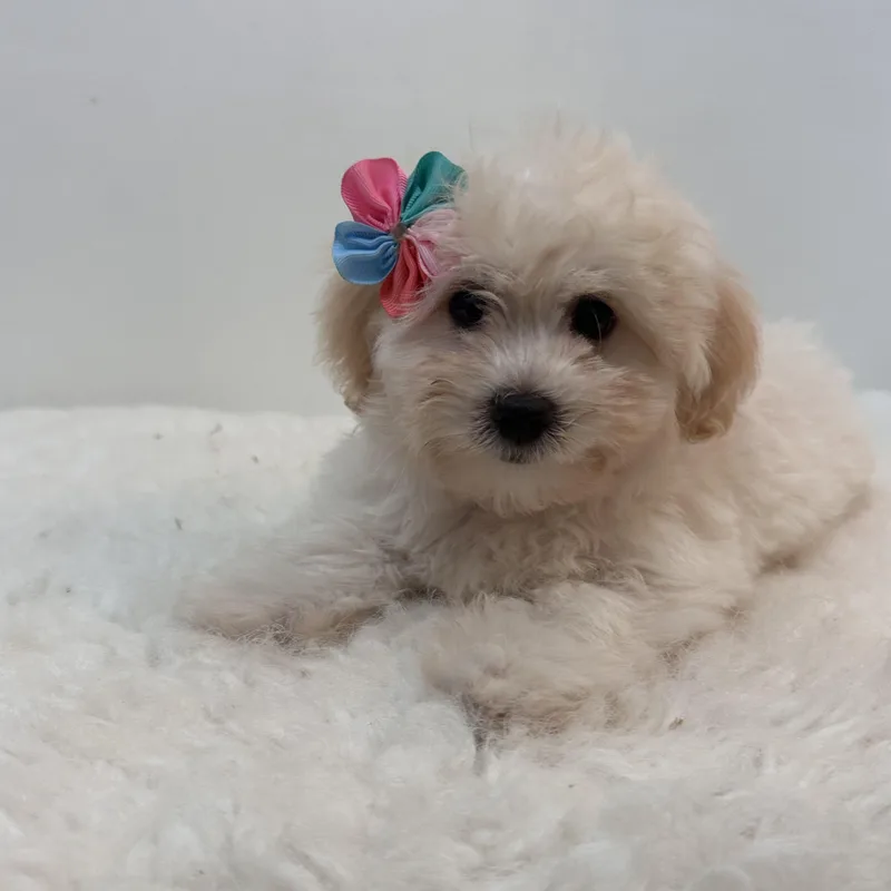 A baby small-sized female Bichon Frise dog named Snow for adoption in Wrightstown, NJ