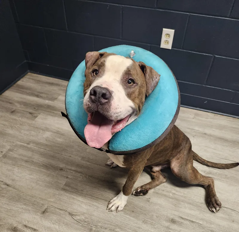An adult medium-sized male Brown / Chocolate Pit Bull Terrier dog named Colt for adoption in Mansfield, OH