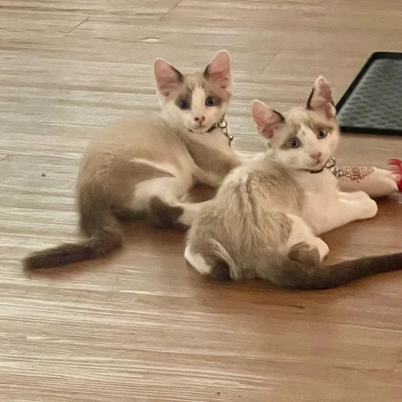 A baby small-sized male Siamese cat named Ryan for adoption in Long Beach, CA