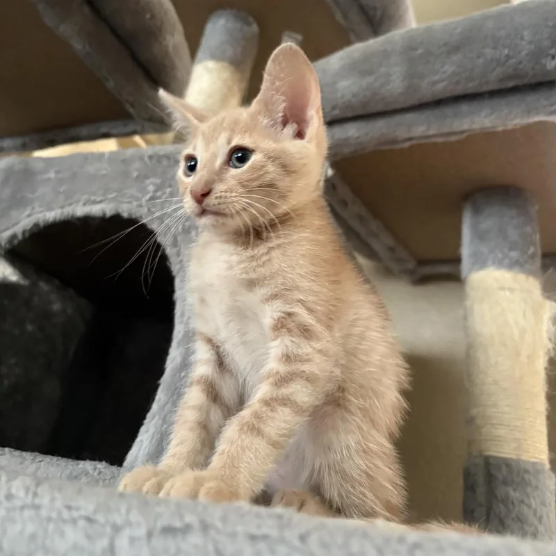 A baby small-sized male Orange / Red Domestic Short Hair cat named Oliver for adoption in San Antonio, TX