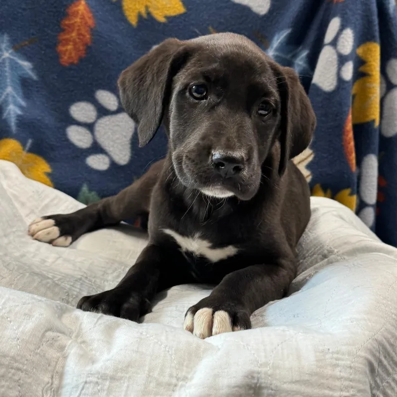 A baby medium-sized female Black Black Labrador Retriever dog named Molly for adoption in Eureka Springs, AR