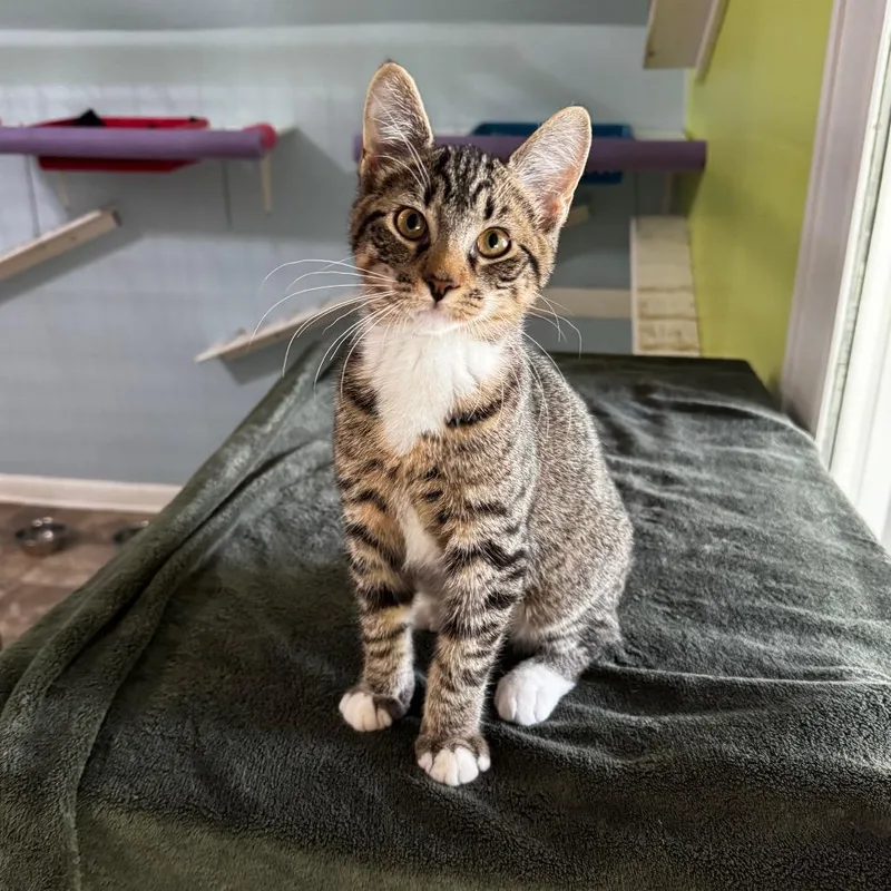 A baby small-sized male Brown / Chocolate Domestic Short Hair cat named Zev for adoption in Brownsboro, AL