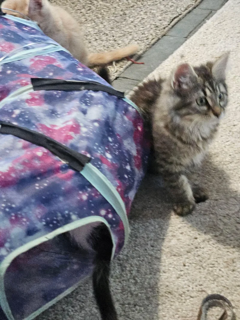Bootsy & Mocha thumbnail 3
