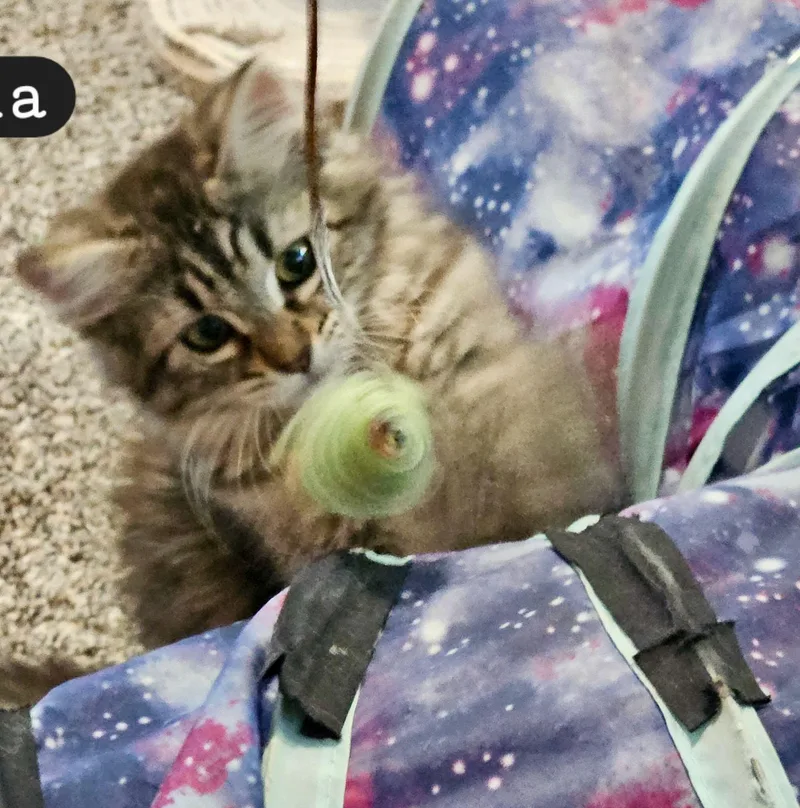 Bootsy & Mocha thumbnail 4