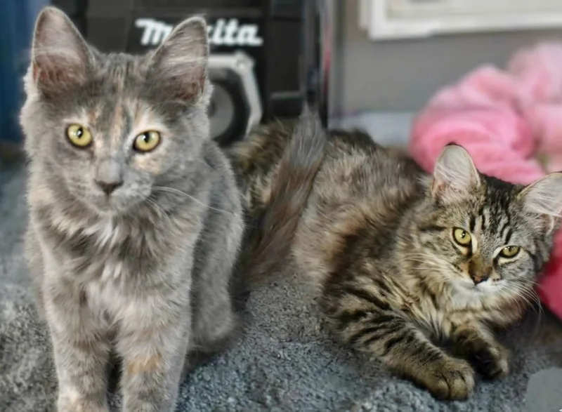 Bootsy & Mocha thumbnail 6
