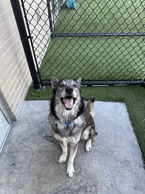 An adult large-sized male Mixed Breed dog named Codi for adoption in Dallas, TX